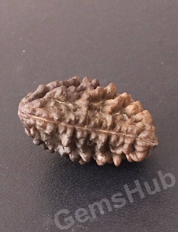 1 Face/Mukhi Certified Rudraksha Premium Quality
